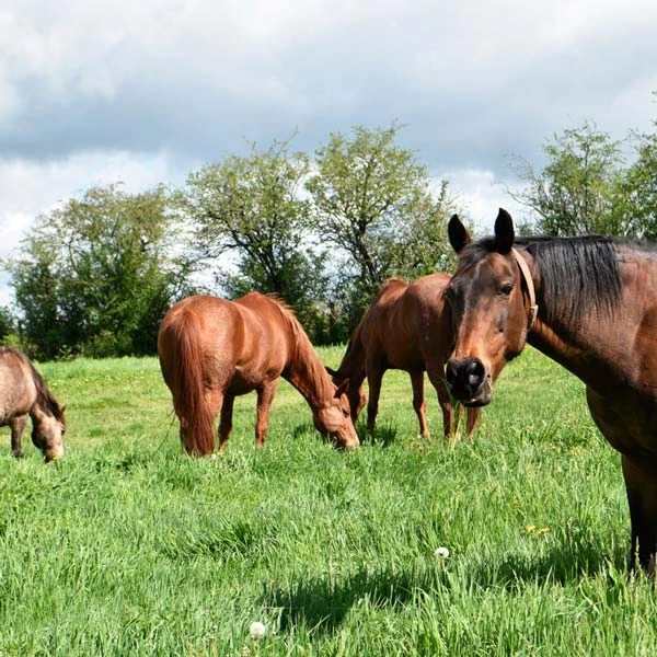 Pension pour chevaux à Ceyssat, Puy-de-Dôme
